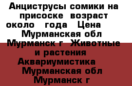 Анциструсы сомики на присоске, возраст около 1 года › Цена ­ 50 - Мурманская обл., Мурманск г. Животные и растения » Аквариумистика   . Мурманская обл.,Мурманск г.